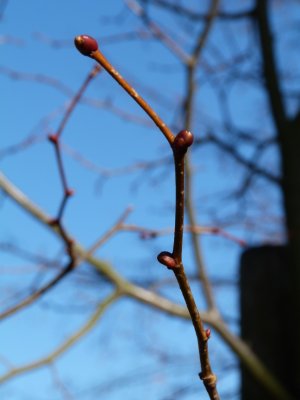 Tilia mongolica - lípa mongolská - pupen